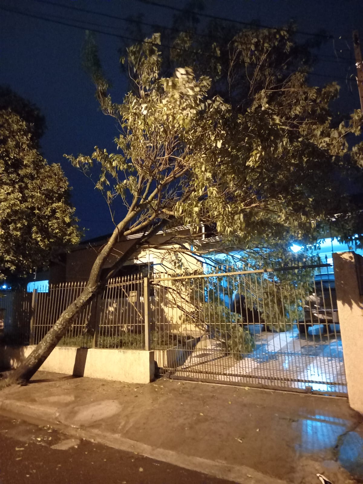 Árvore caiu sobre muro de residência localizada na Rua Gago Coutinho
