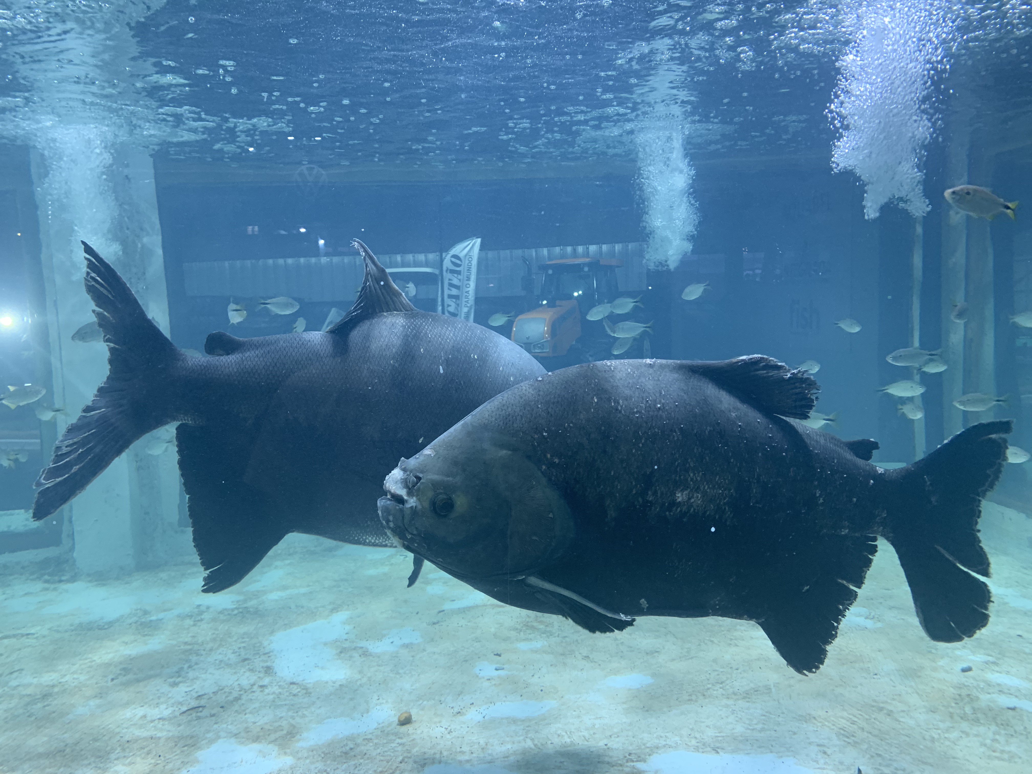 Aquário com enormes peixes tambacus.