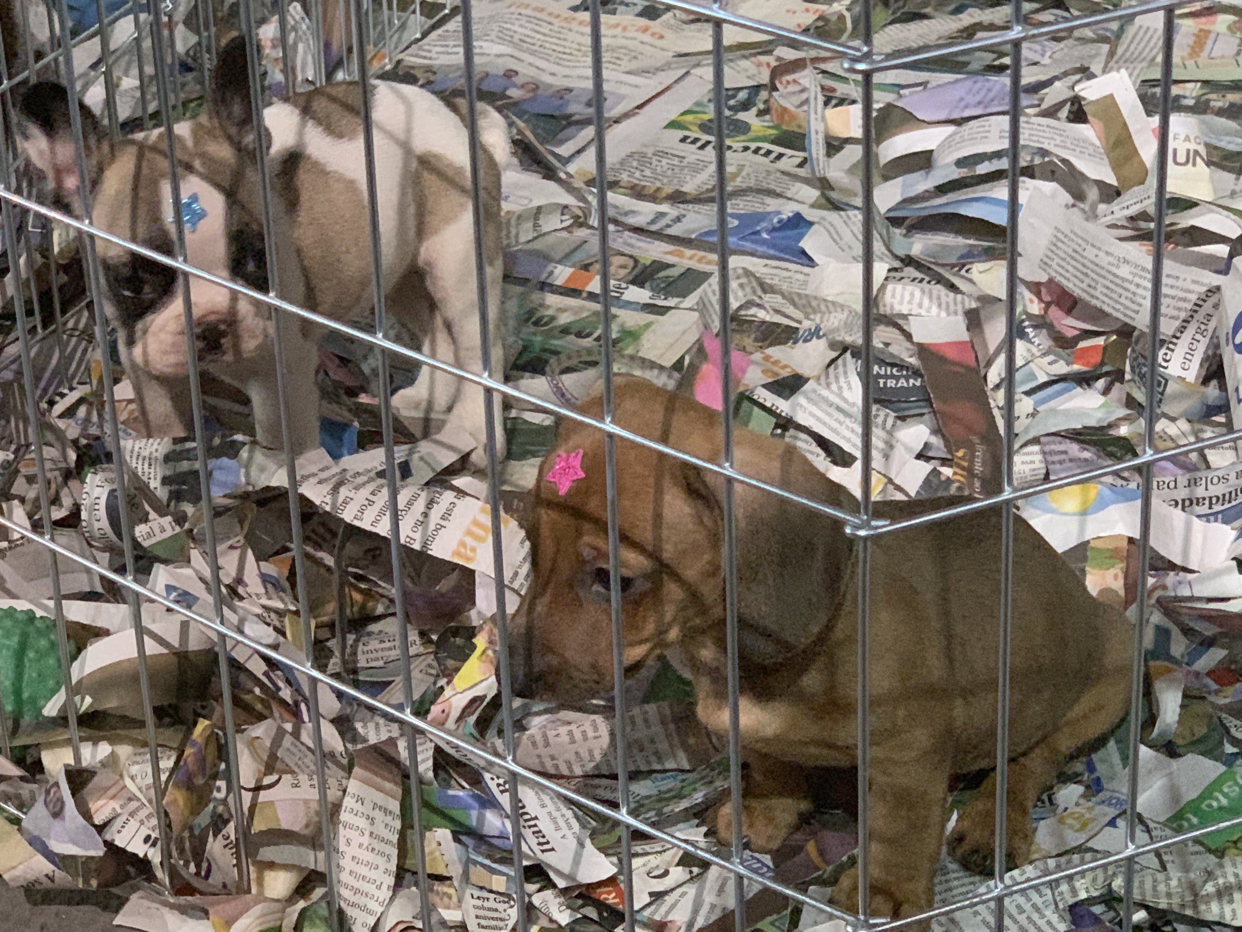 Exposição de filhotes à venda na tenda "Pequenos Animais".