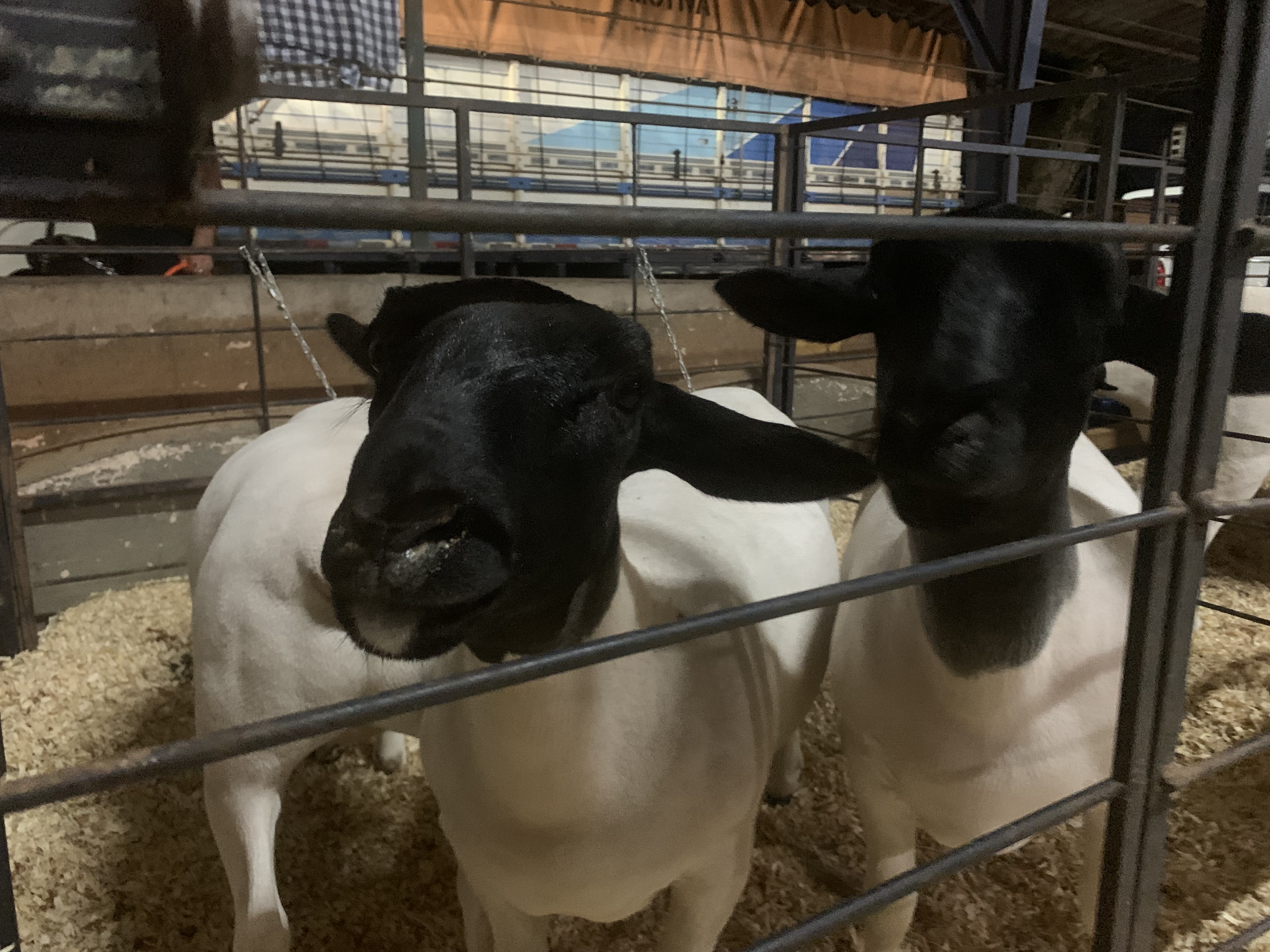 Ovelhas da raça Dorper em exposição.