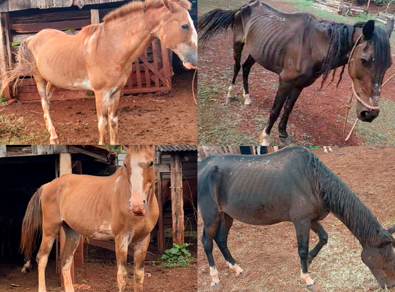 Antes e depois de recolhidos os cavalos mostram a diferença de tratamento e cuidados
