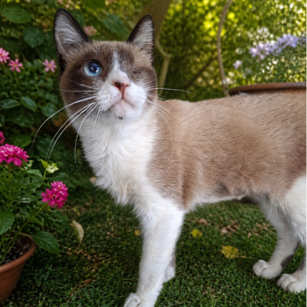 Petunia Gata Adoção