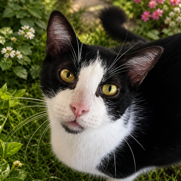 Renan Gato Adoção