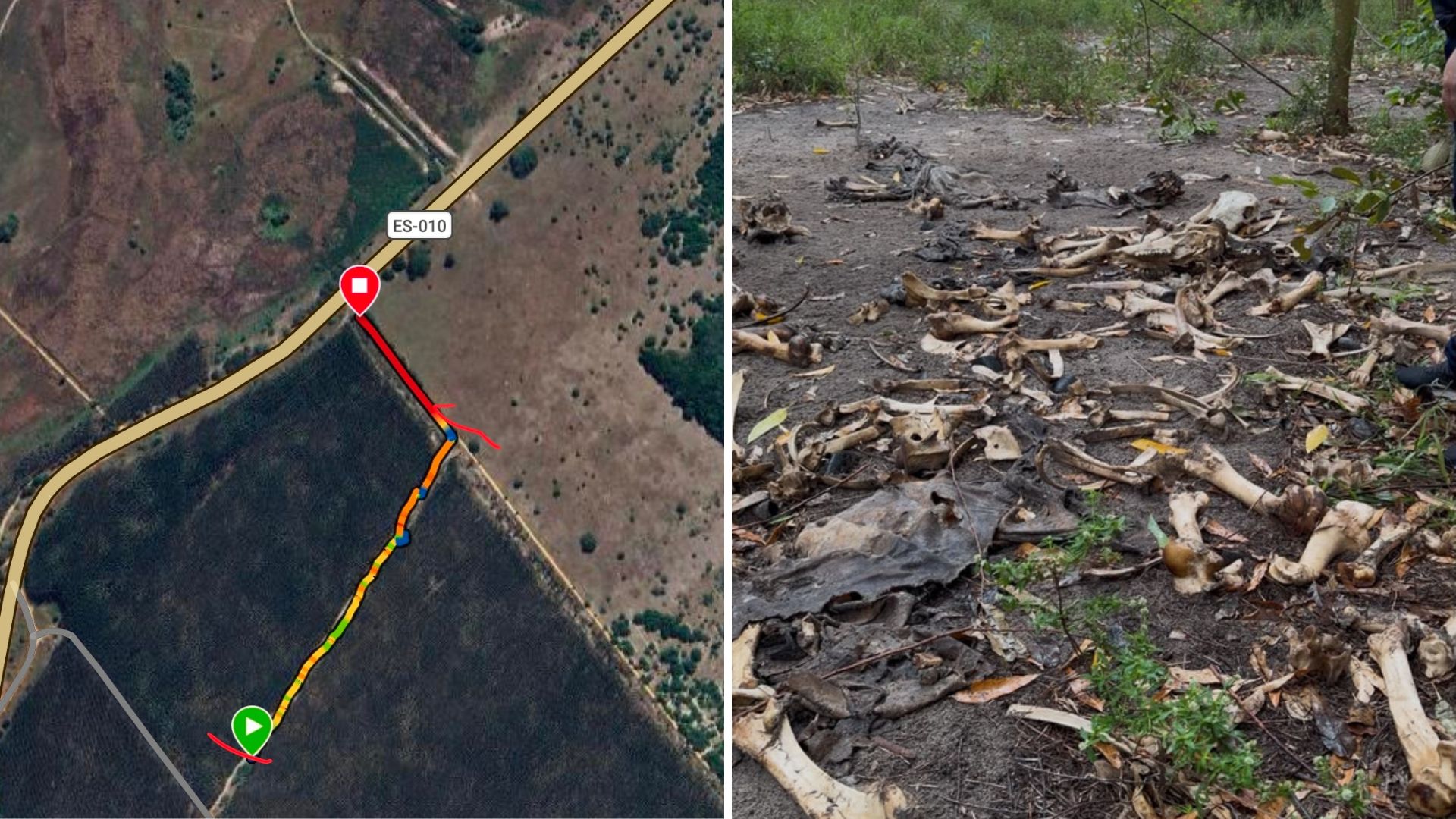 Plantação de eucalipto era área de descarte de ossadas de bois em Aracruz