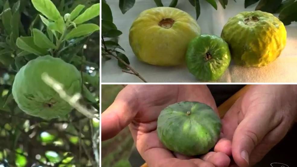 Gabiroba gigante no Espírito Santo