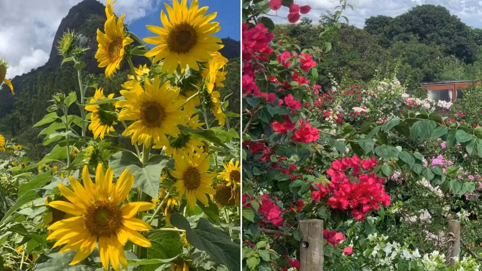 Campo de girassóis e flores no Florada Café, em Ibiraçu, Espírito Santo.