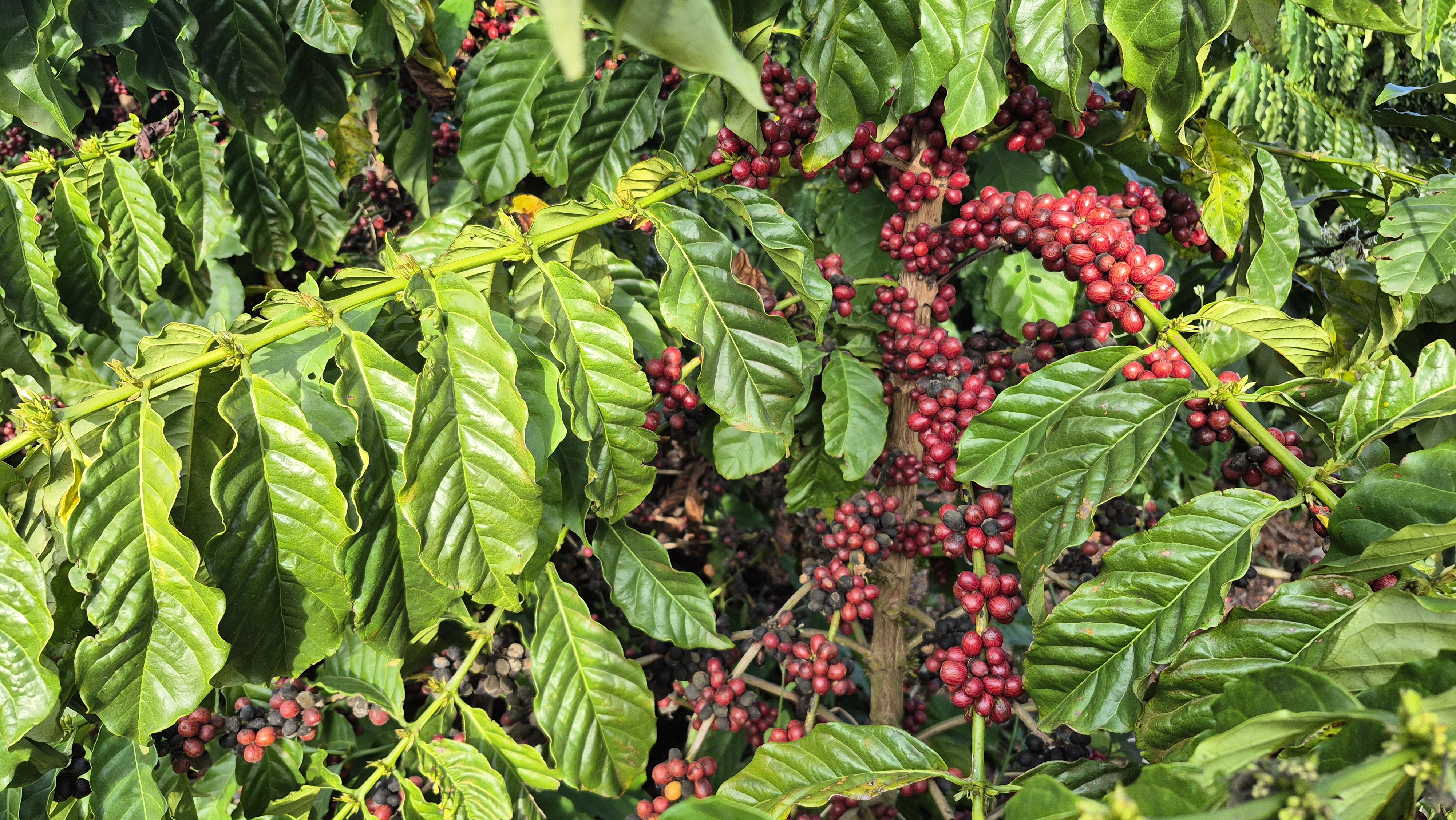 Café conilon cultivado em Linhares