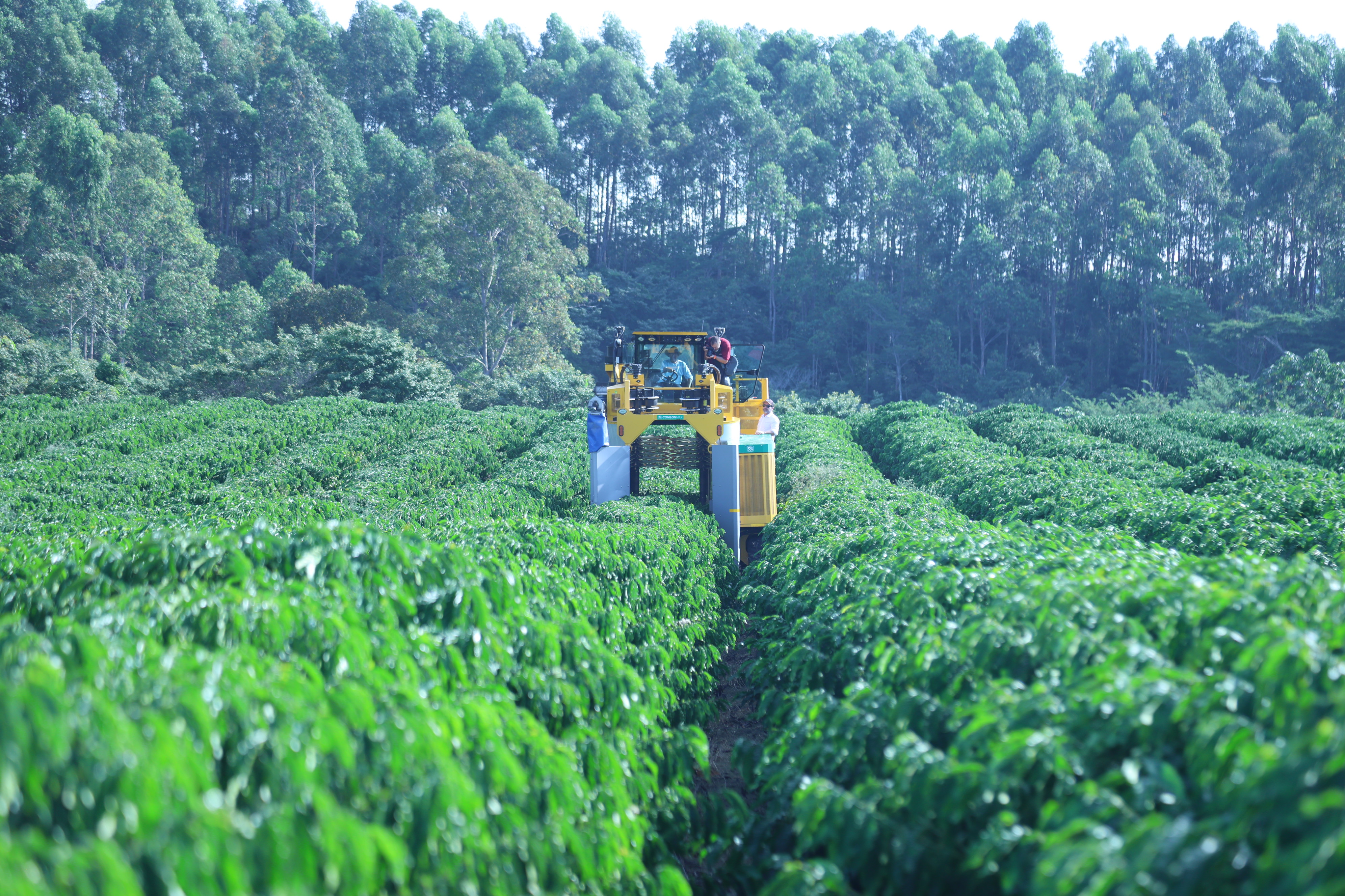 Plantação de café da Fazenda Chapadão, em Linhares