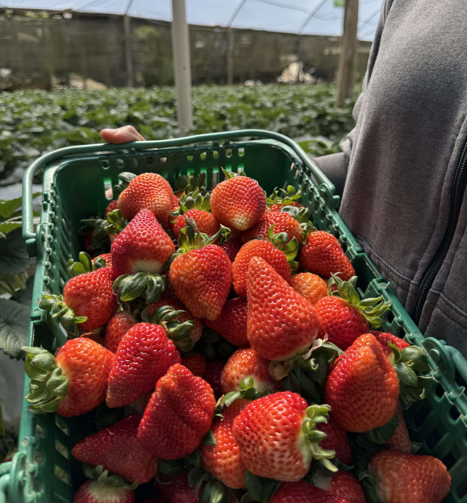 Morangos produzidos no Circuito das Cerejeiras