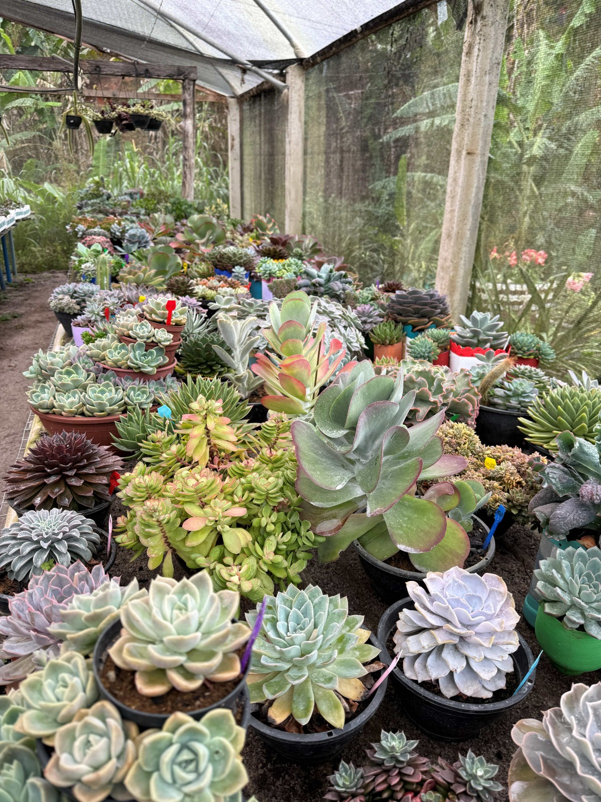 As suculentas são cultivadas em estufas