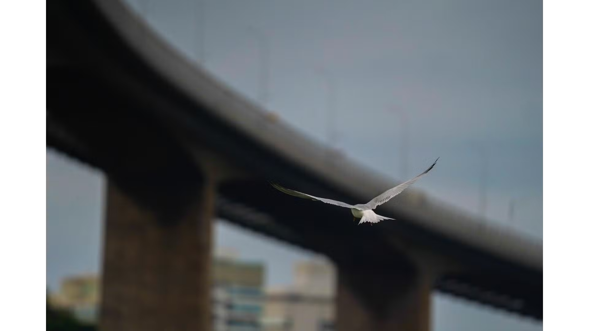 As aves trocaram as ilhas pela ponte, o natural pelo concreto no Espírito Santo