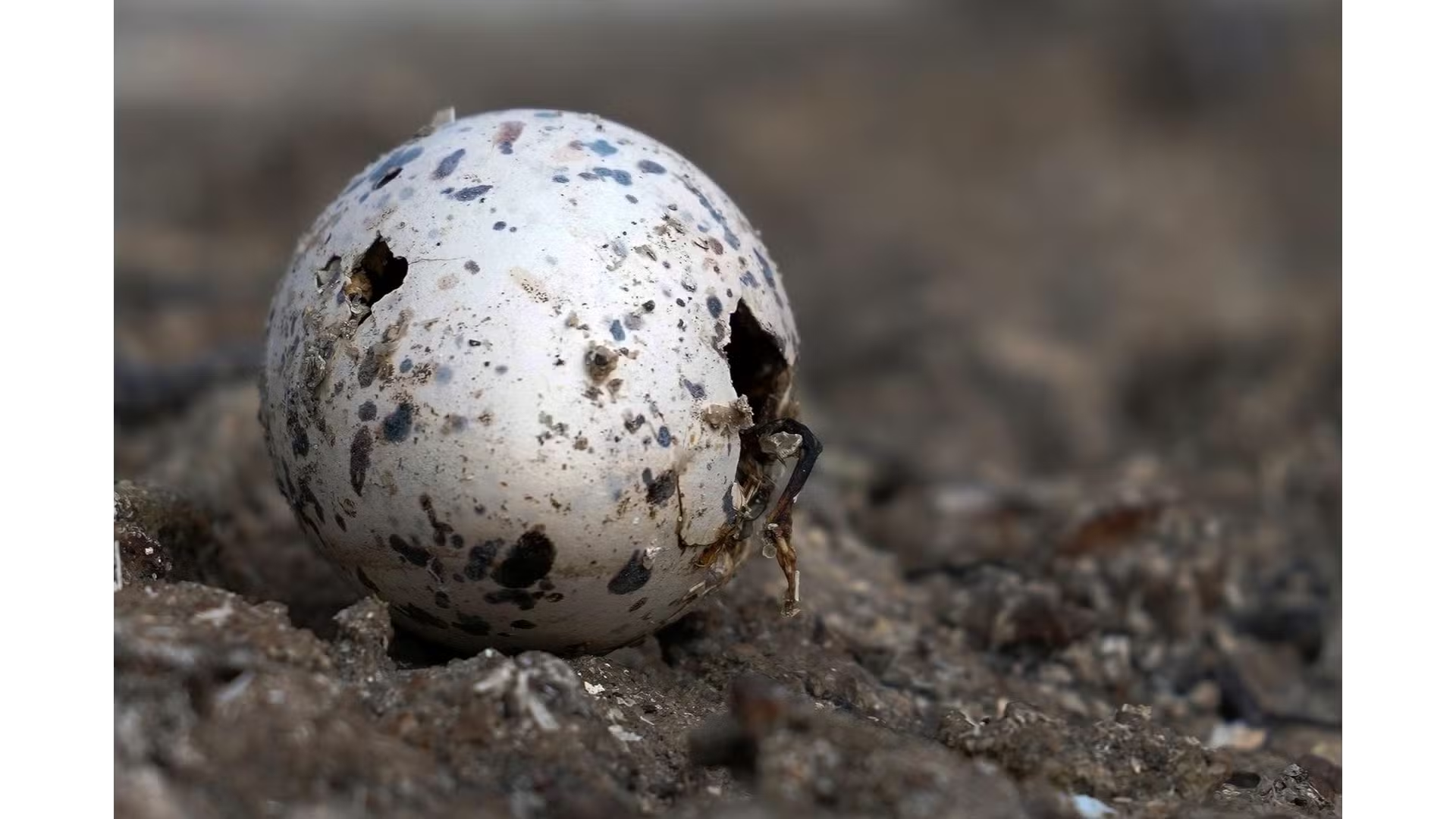 Ovos abandonados sobre a estrutura de concreto foram encontrados pelos pesquisadores no Espírito Santo