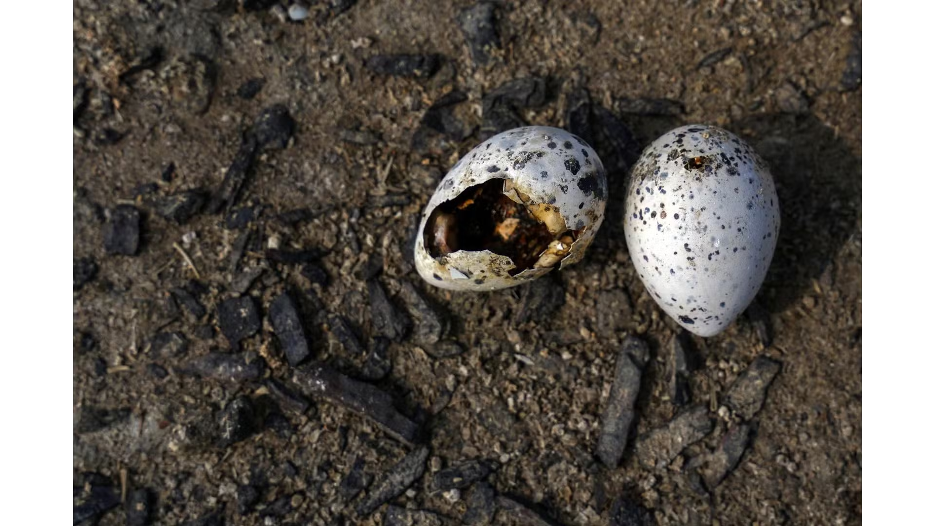 Ovos abandonados sobre a estrutura de concreto foram encontrados pelos pesquisadores no Espírito Santo