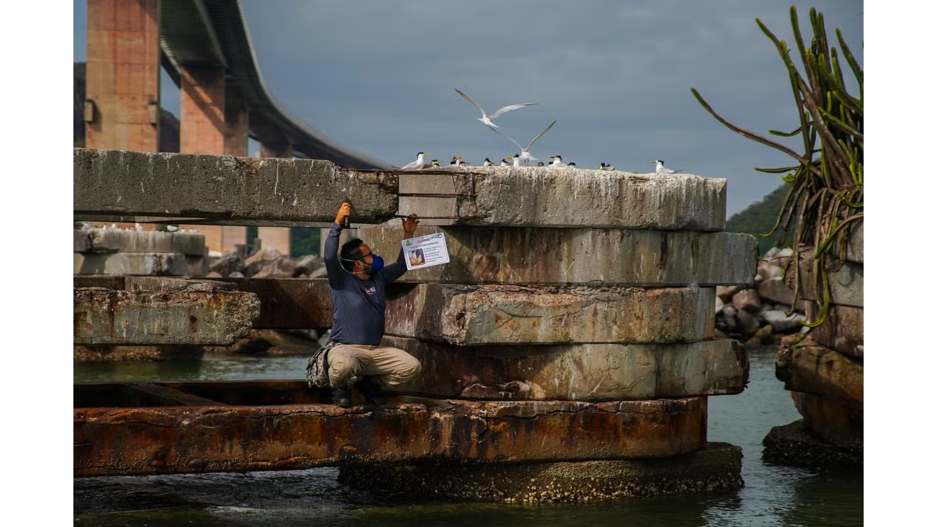 Placas informativas foram instaladas próximas ao pilar onde está a colônia sob a Terceira Ponte, no Espírito Santo