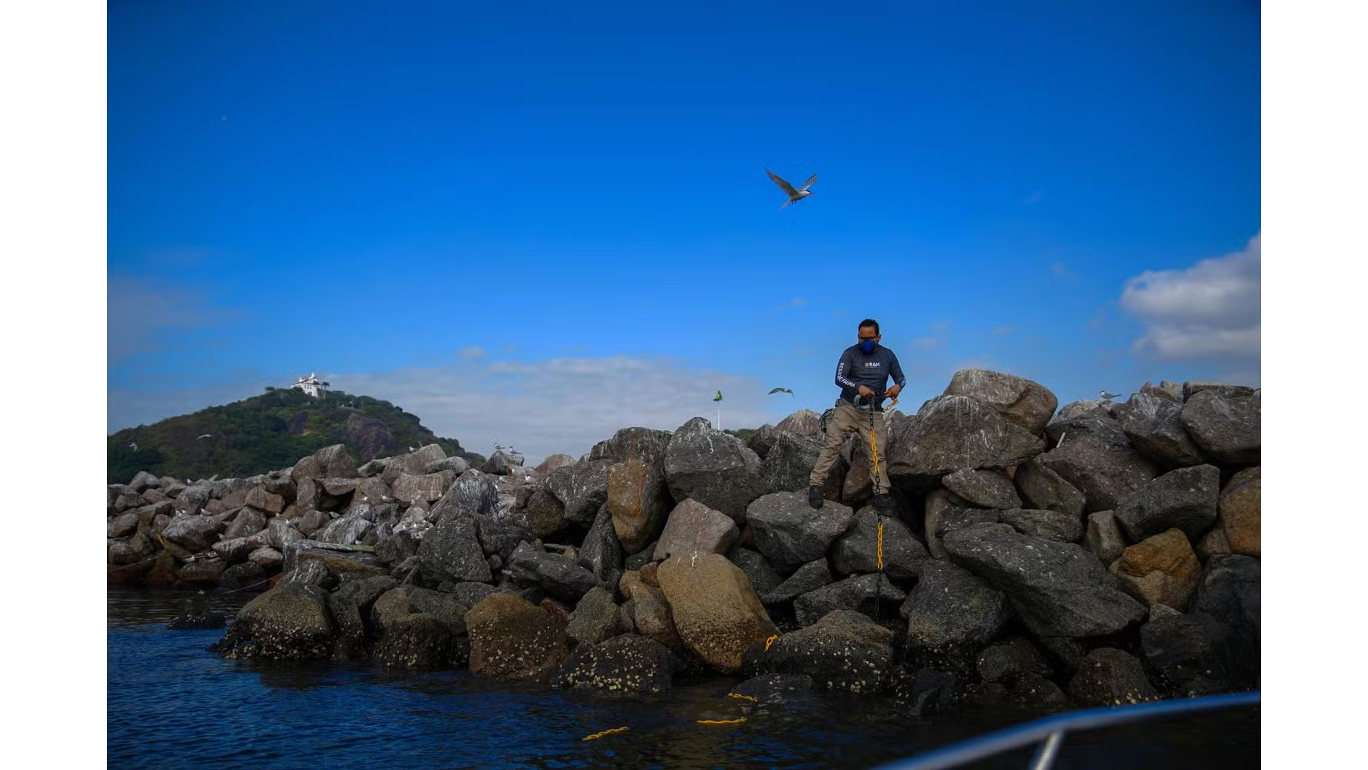 Pesquisadores e voluntários continuarão voltando ao mesmo pilar para monitorar a colônia, resgatar filhotes e tentar reduzir as perdas de uma espécie ameaçada de extinção no Espírito Santo