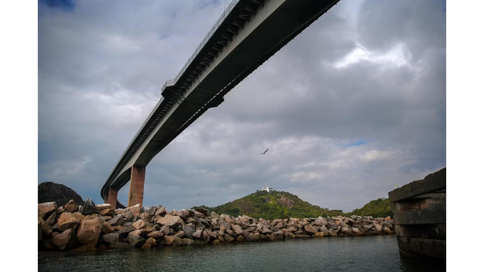 O futuro de uma espécie passa por um pilar da Terceira Ponte no Espírito Santo
