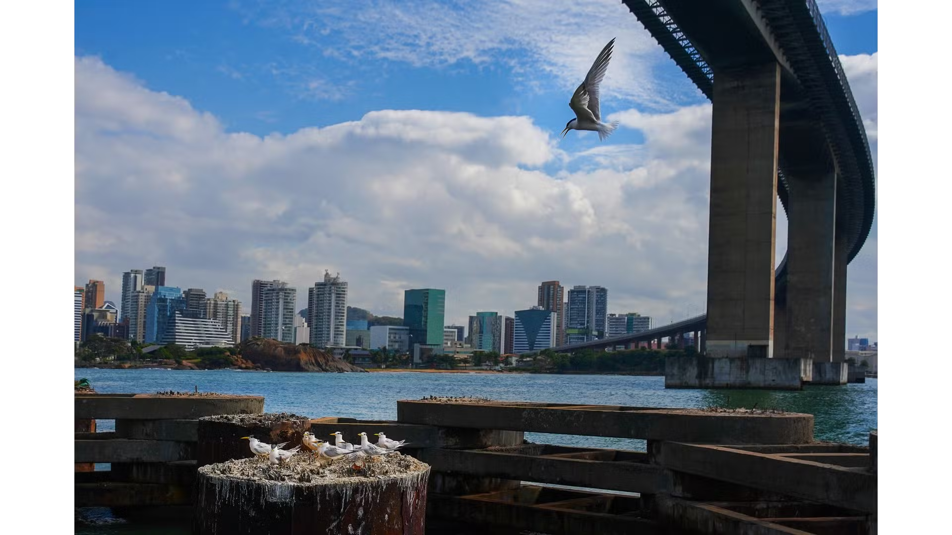 Espécie de ave ameaçada transforma pilares da 3ª Ponte em berçário, mas filhotes caem no mar e mobilizam força-tarefa no Espírito Santo
