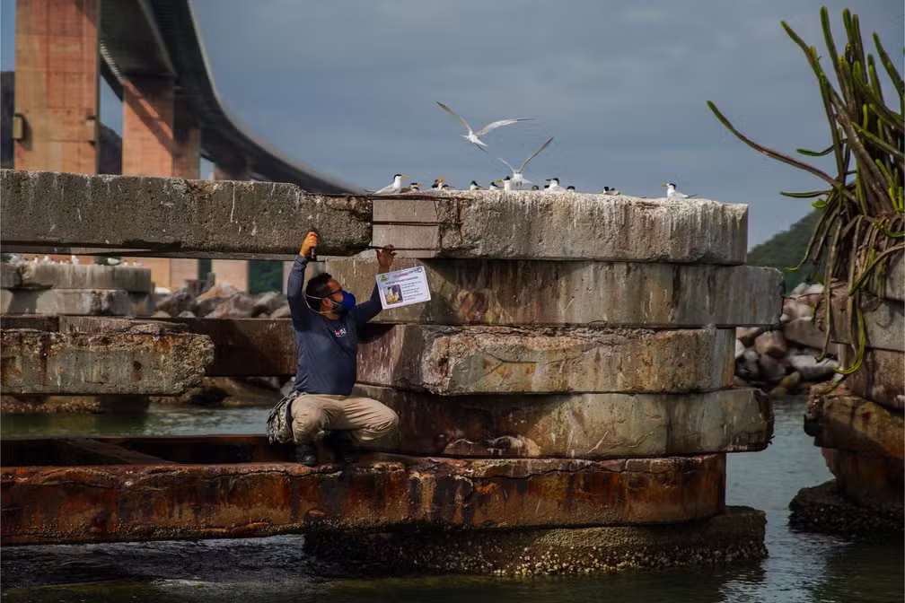 Placas informativas foram instaladas próximas ao pilar onde está a colônia sob a Terceira Ponte