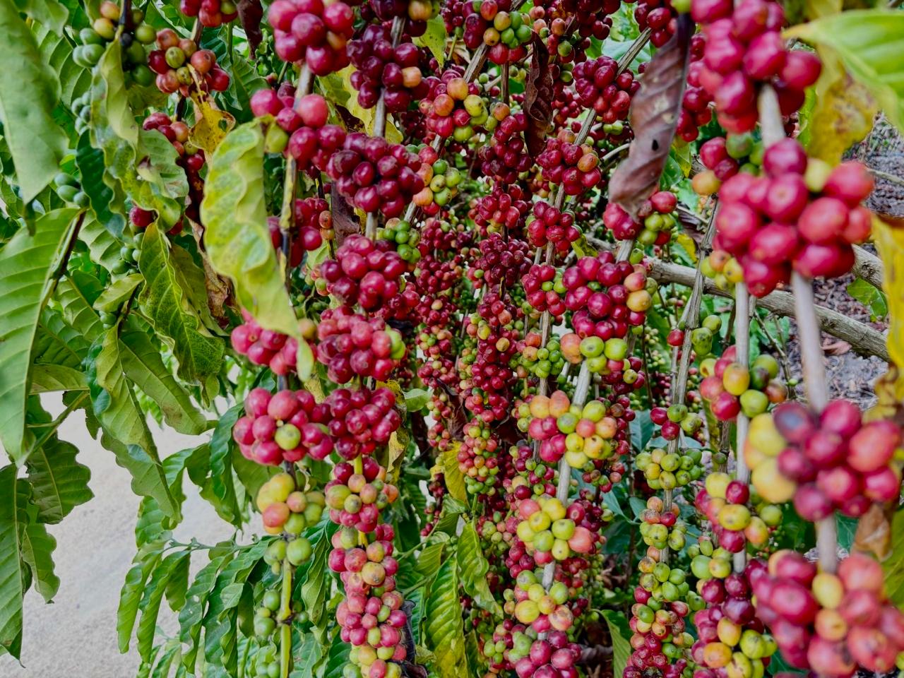 O café conilon é a grande riqueza de Jaguaré