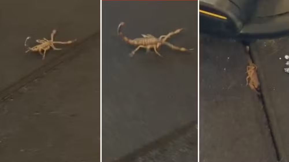 Alunos encontram escorpião-amarelo em academia de Vila Velha