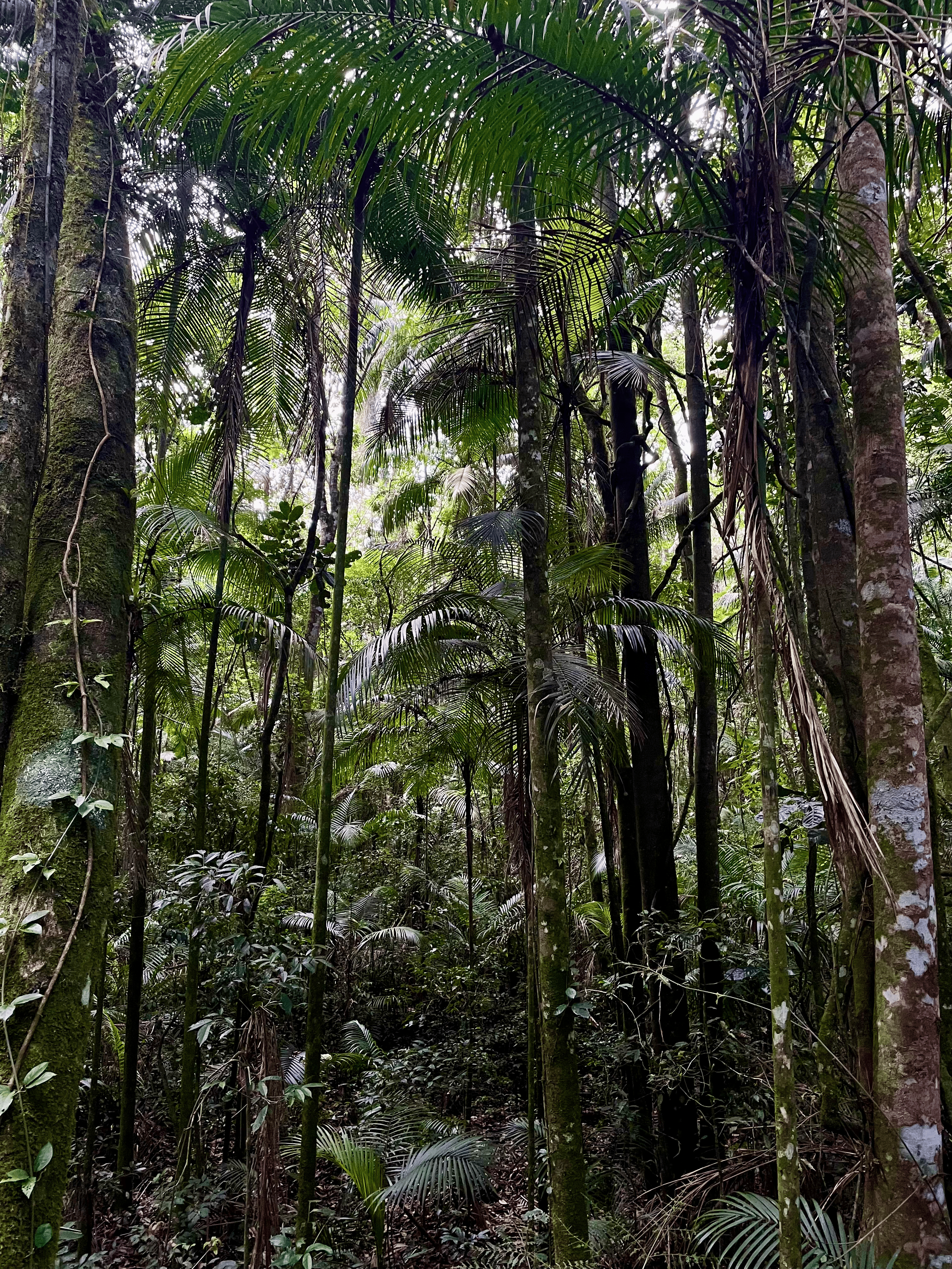 Reserva Ambiental Águia Branca