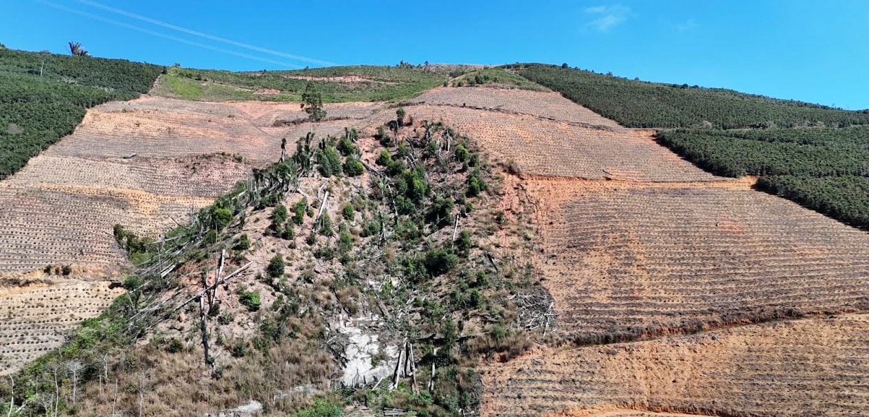 Área atingida por desmatamento fiscalizada durante a Operação Mata Atlântica em Pé 2026