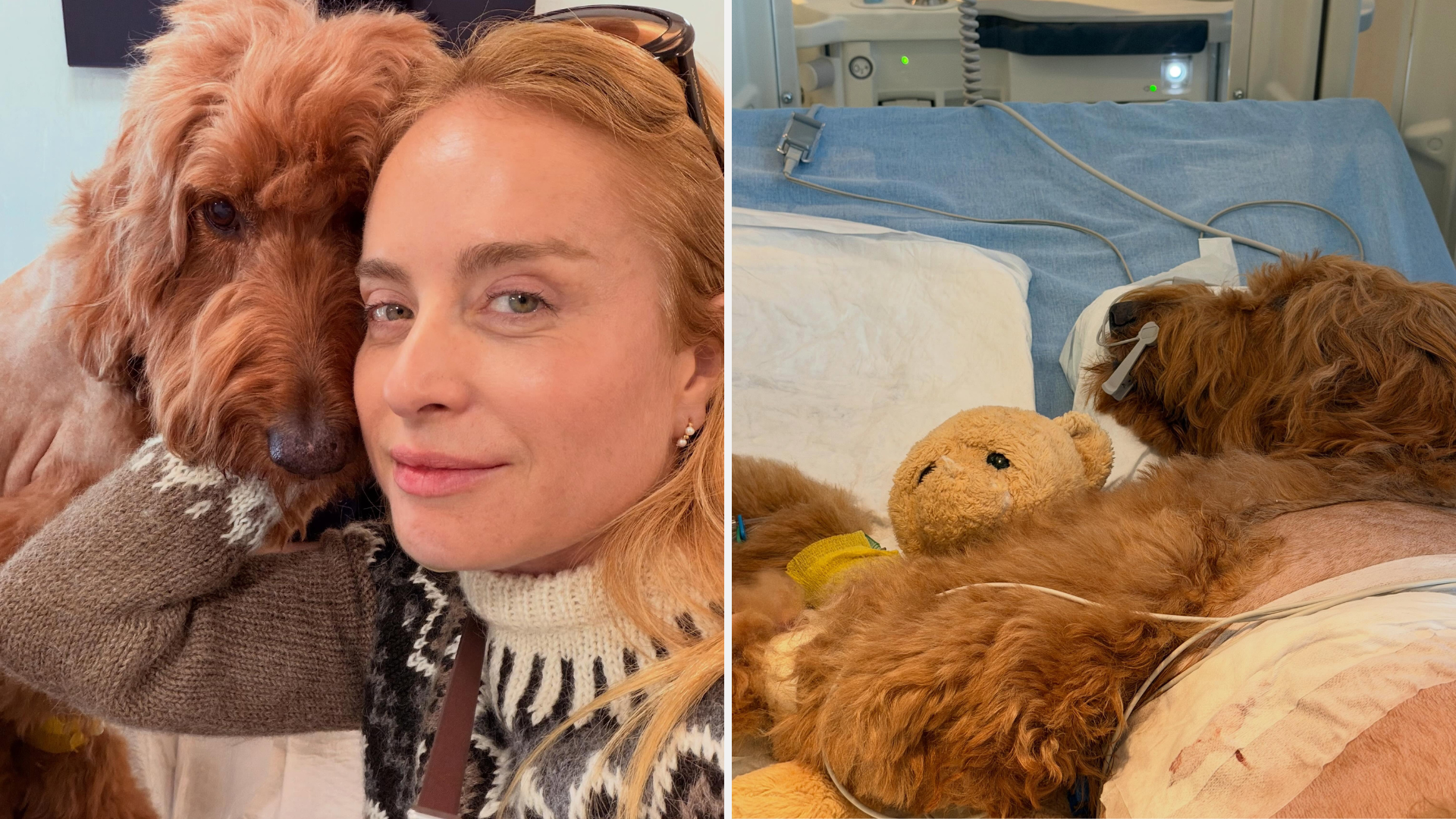 Angélica compartilha relato sobre doença de pet