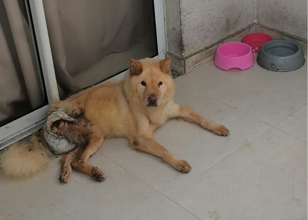 Cadela Chow Chow em situação de maus-tratos é resgatada na Serra