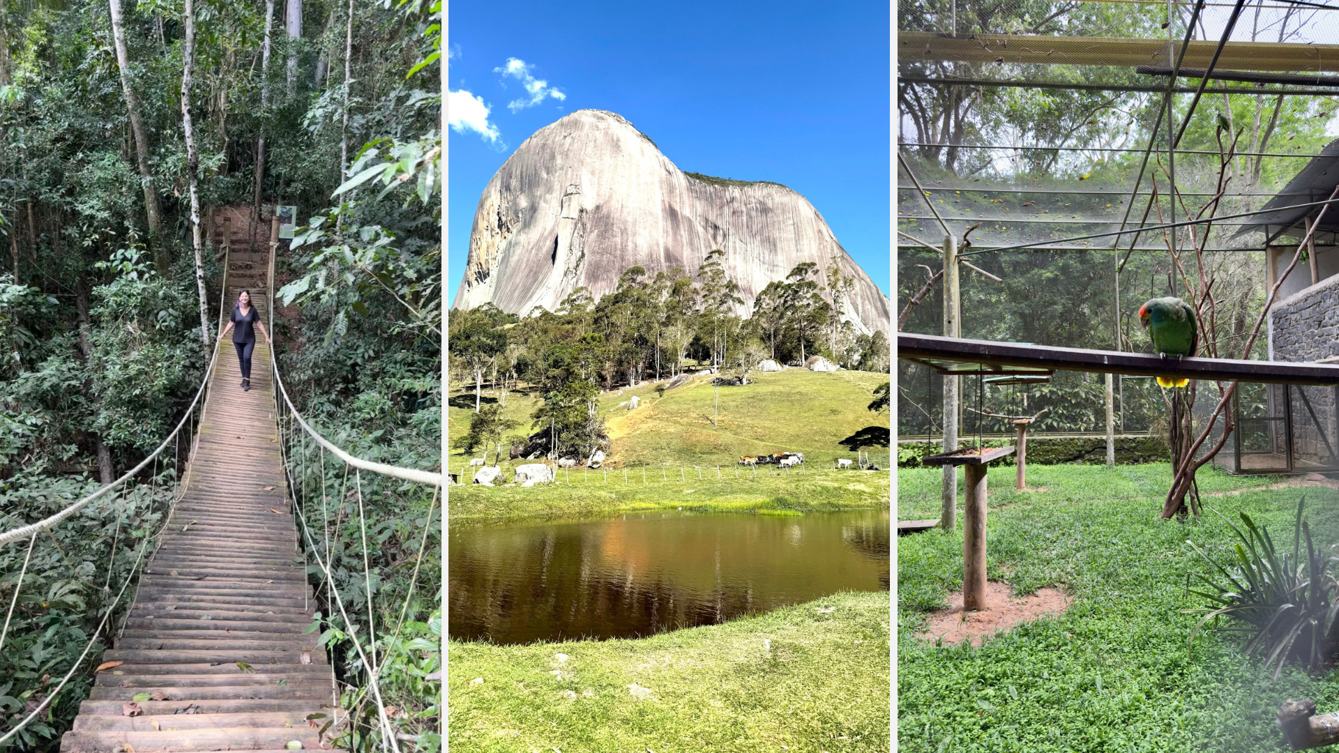 Dia da Árvore: conheça florestas do Espírito Santo que protegem nossas águas