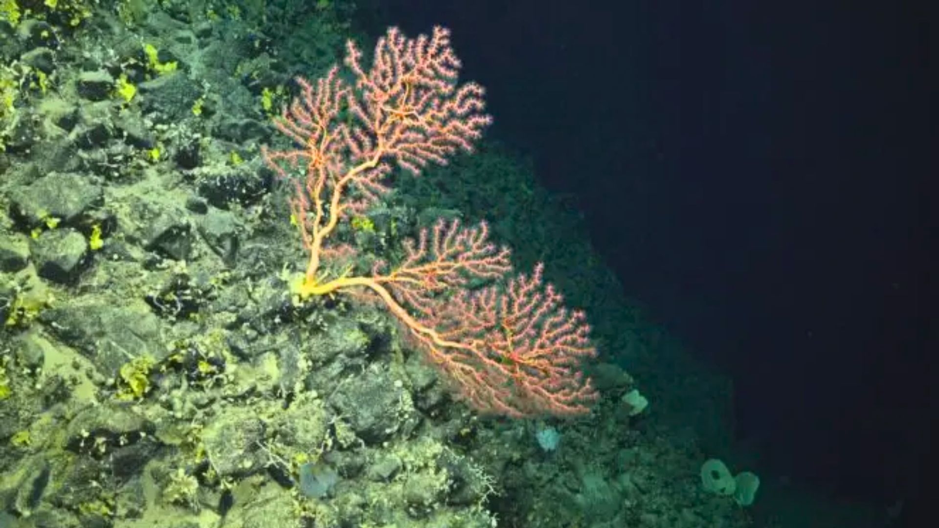 Pesquisadores da Ufes participam de expedição científica internacional para mapear fossa profunda do Oceano Atlântico