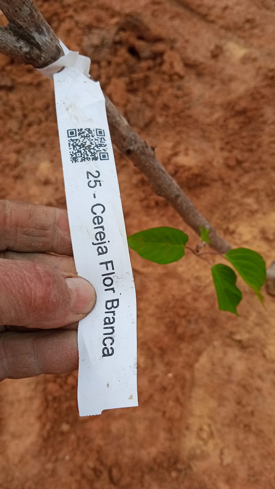 Muda de cerejeira da flor branca sendo plantada no solo