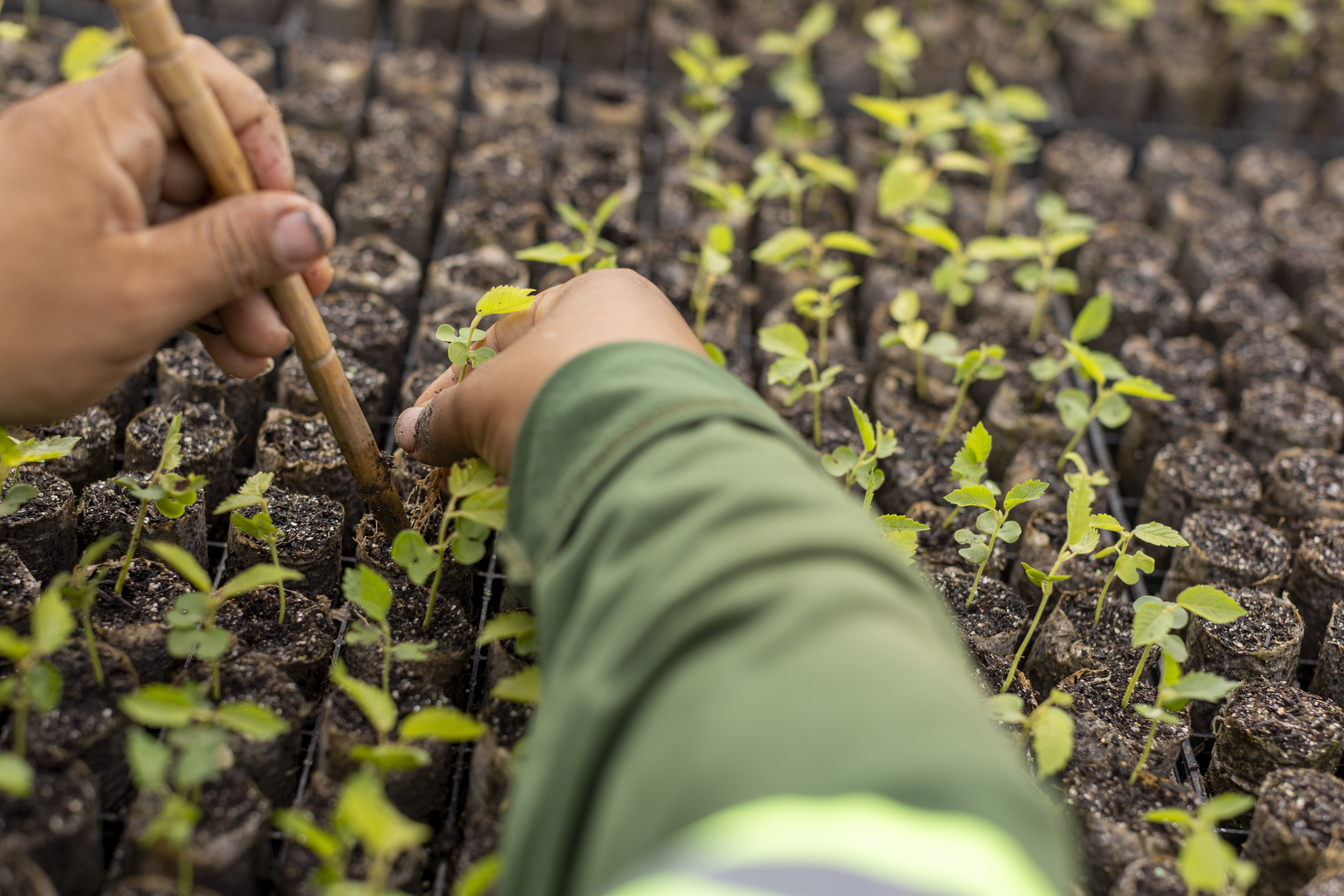 Viveiro de mudas para reparação da vegetação pela Samarco