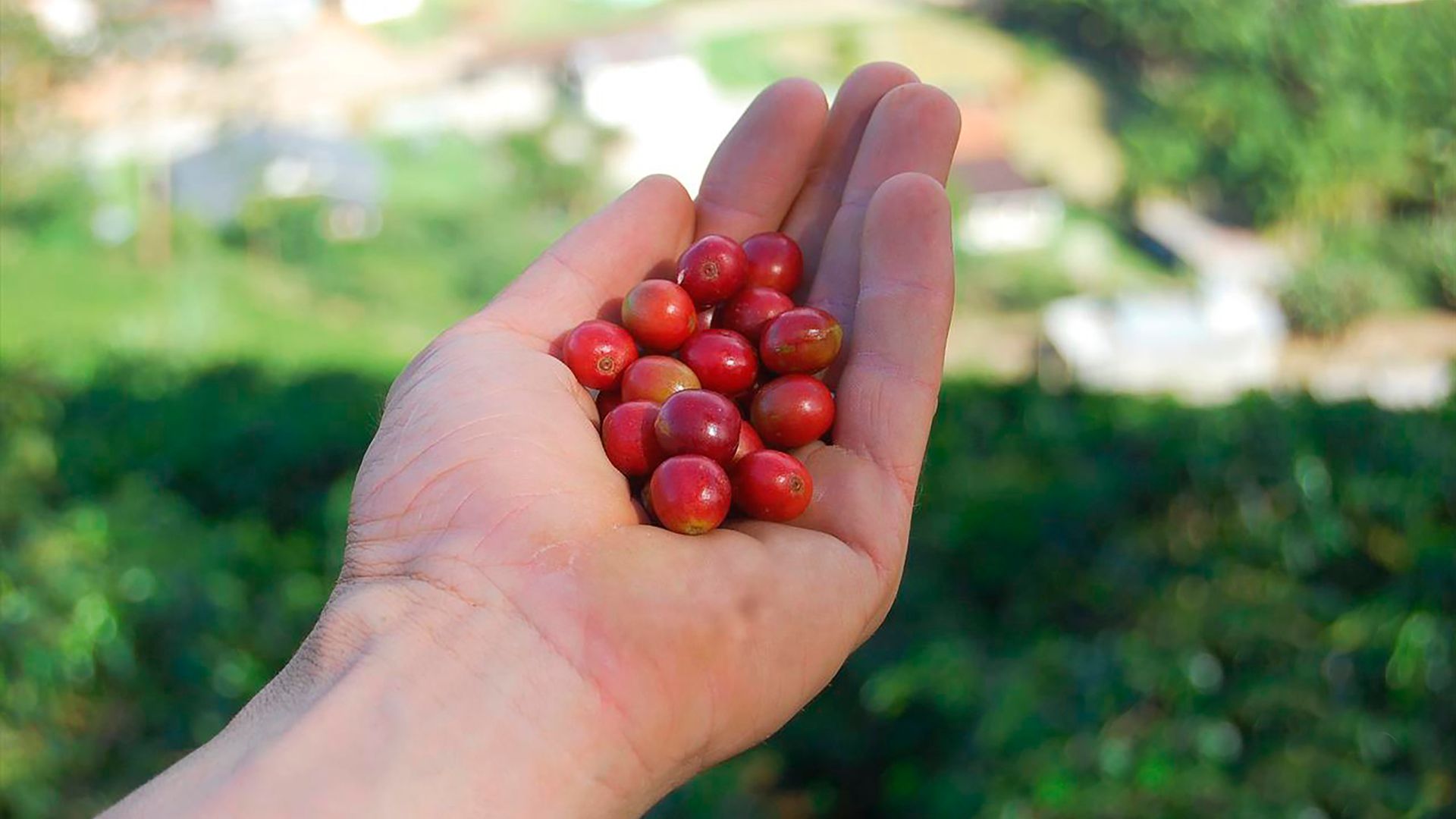 Os "grãos cerejas", bem vermelhinhos, são cuidadosamente catados e selecionados na lavoura, pois são os ideais para se alcançar pontuações acima de 80 pontos, o que torna o café especial Café Compartilhado