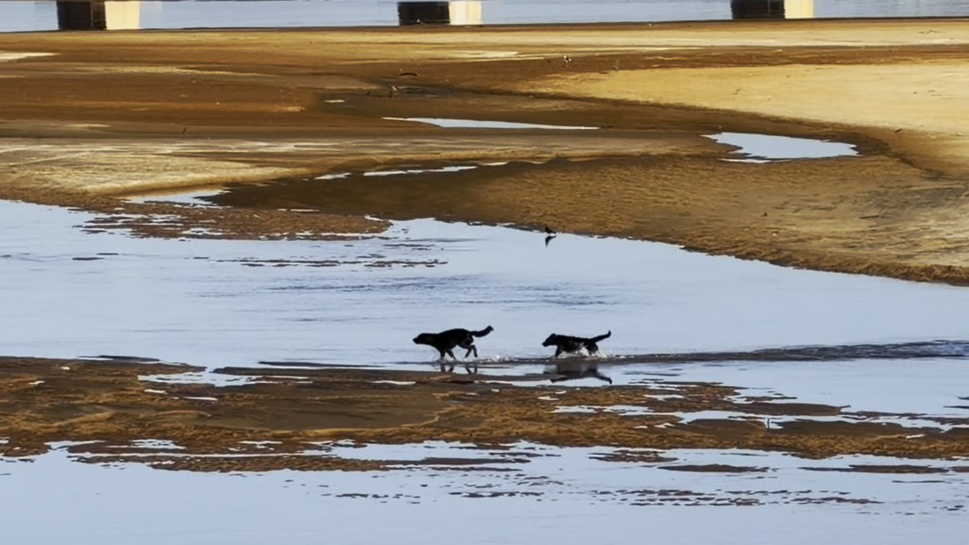 Cena inusitada chama atenção para o baixo nível do rio que favorece a formação das áreas de areia.