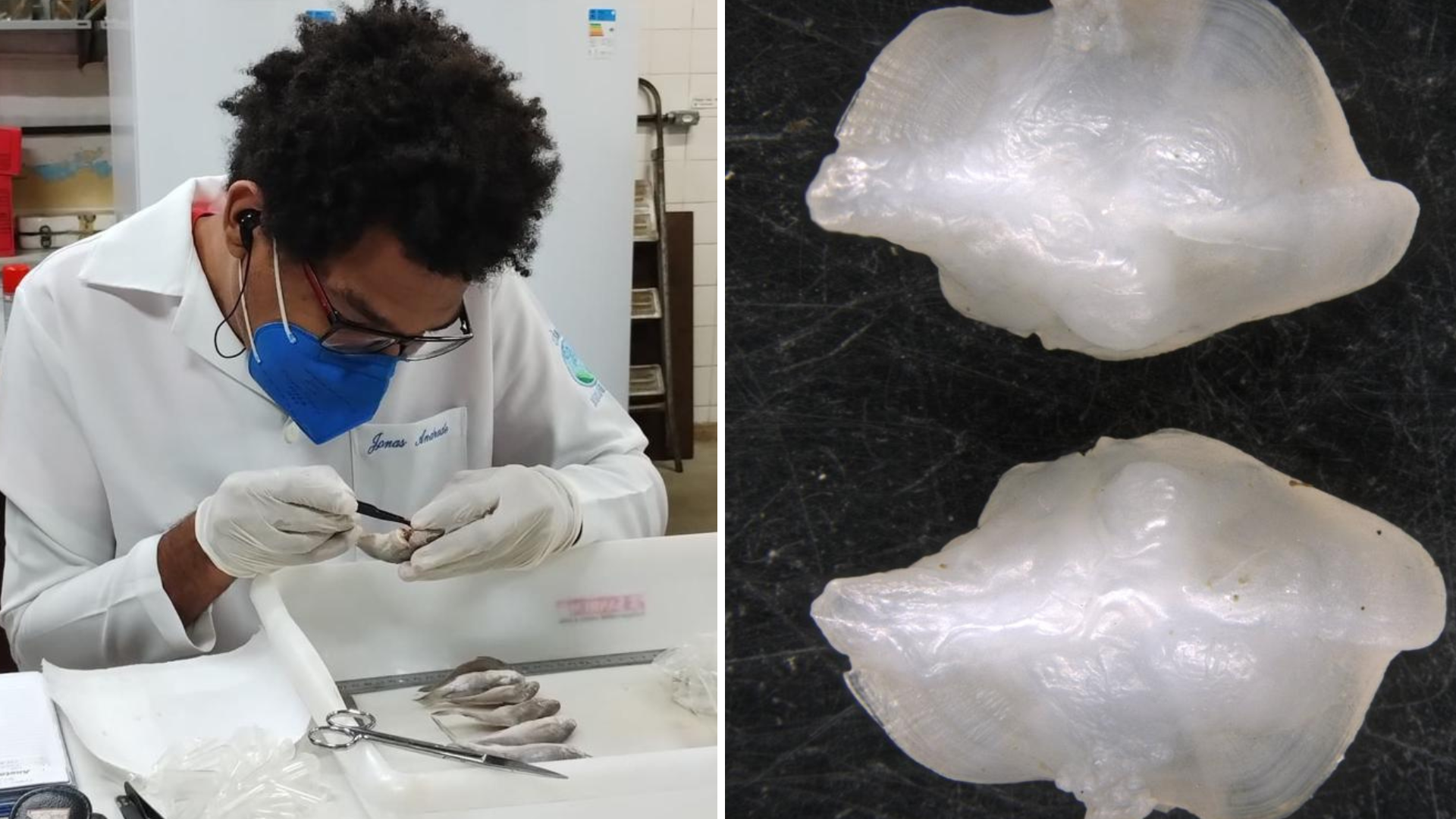 Os pesquisadores buscam identificar a causa das anomalias encontradas.