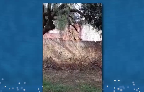Imagem de destaque