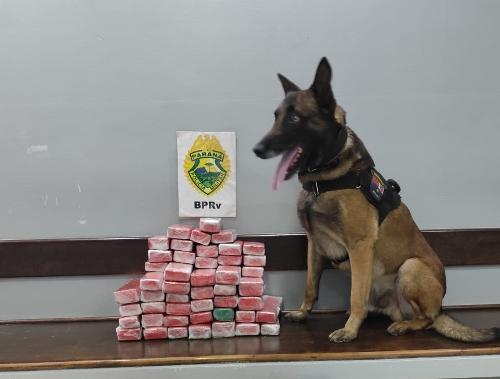 Maconha apreendida em Guarapuava