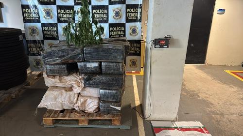 Grande quantidade de maconha foi apreendida