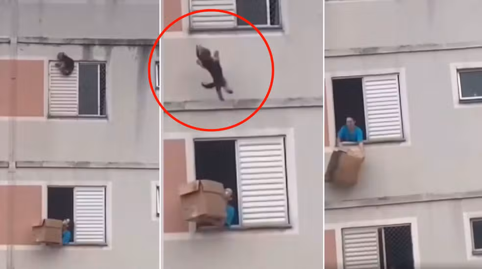 Imagem de destaque