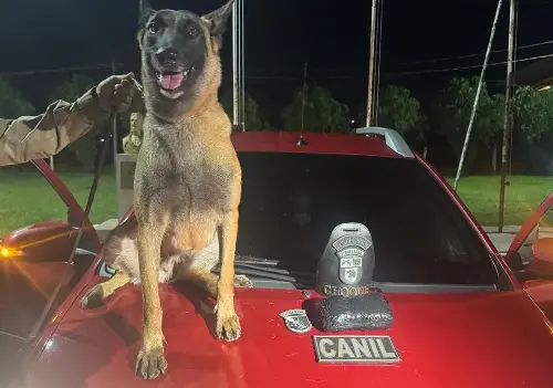 Imagem de destaque