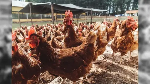 Imagem de destaque
