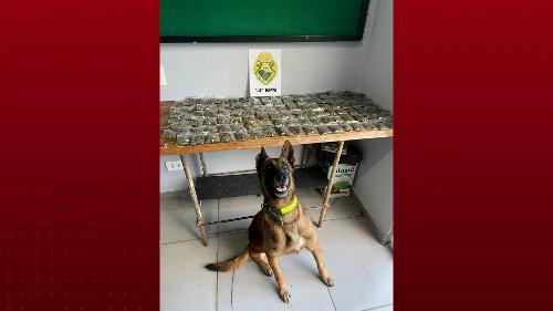 Imagem de destaque