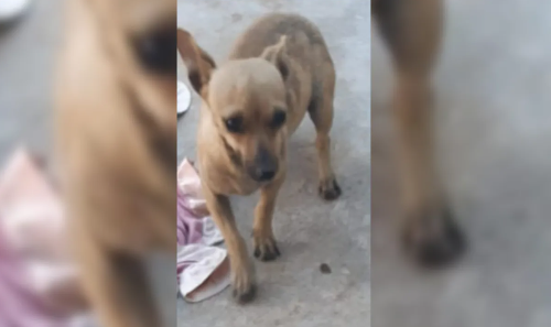 Lola foi encontrada morta pela tutora em Califórnia