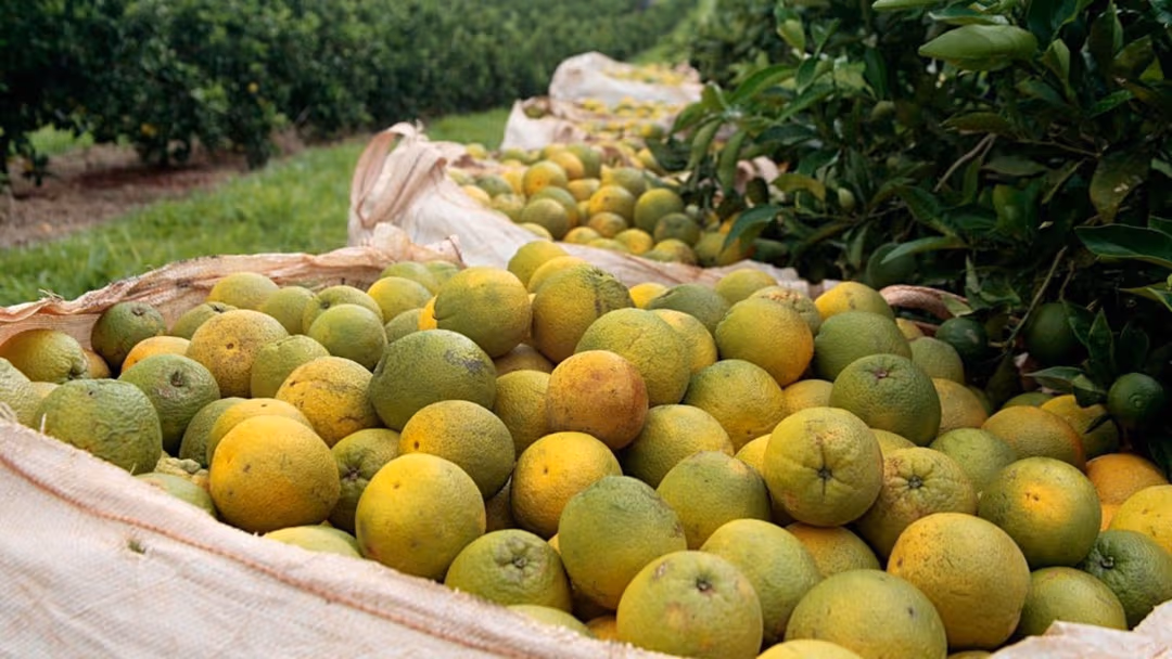 Bienalidade, doenças e clima derrubam a safra de laranja