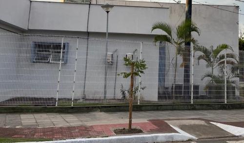 A "árvore da China" plantada pela PMV em Bento Ferreira