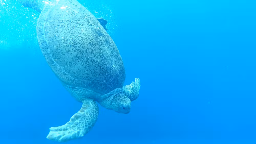Após cinco meses de cuidados, a tartaruga foi considerada apta para voltar à natureza