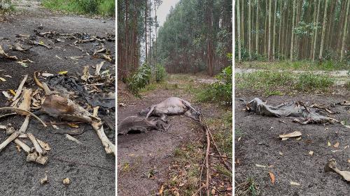 Ossadas de cerca de 30 bois foram encontradas em plantação de eucalipto em Aracruz