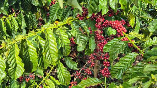 Café conilon cultivado em Linhares