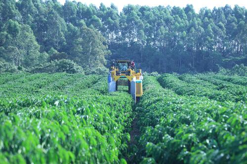 Plantação de café da Fazenda Chapadão, em Linhares
