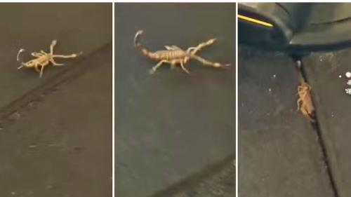 Escorpião é encontrado em academia de Santos Dumont em Vila Velha